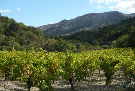 À Lézignan, entre Corbières et Minervois