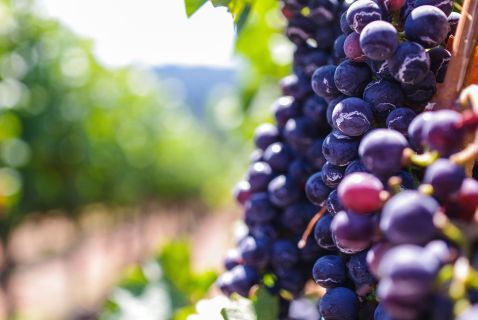 Gaillac, le Vignoble Gaillacois et ses Bastides